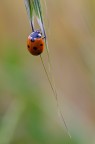 Coccinella con goccia