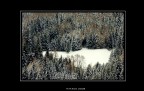 Pini innevati Pini innevati