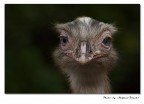 Nandu