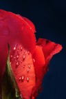 Rosa Rosa