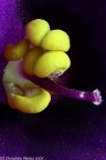 Violetta africana Violetta africana