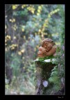 Addormentato nel bosco...