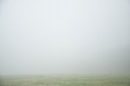 nebbia nebbia