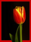 Tulipano Tulipano