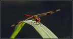 libellula