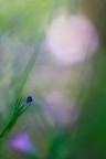 Inclinazioni Inclinazioni