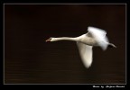 In volo In volo