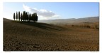 Cipressi Cipressi
