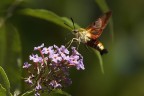 Hemaris fuciformis II Hemaris fuciformis II