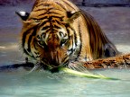 tigre tigre