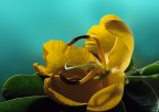 un fiore un fiore
