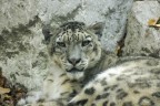 lince delle nevi lince delle nevi