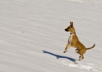 Mila nella neve Mila nella neve