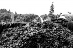 tributo alla vendemmia tributo alla vendemmia