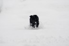 Il mio cucciolo nella neve Il mio cucciolo nella neve