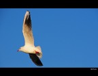 Libertà - The Seagull Libertà - The Seagull