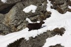 Stambecco nel Gran Paradiso Stambecco nel Gran Paradiso