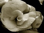 fiore fiore