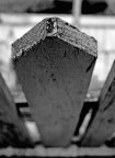 solo un paletto di frassino può uccidere i vampiri... solo un paletto di frassino può uccidere i vampiri...