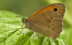 Maniola jurtina Maniola jurtina