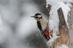 Picchio Rosso Maggiore - invernale