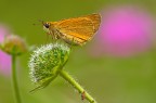 Hesperiidae Hesperiidae
