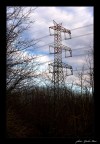 L'albero pi� alto