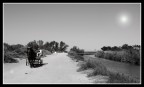 Camargue