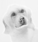 Dog Dog