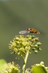 Bombylidae, Villa brunnea.... Bombylidae, Villa brunnea....