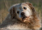 il mio cane " apprensione " il mio cane " apprensione "