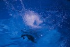 Un Tuffo nel Blu Un Tuffo nel Blu