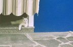 Il solito gatto Il solito gatto