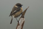 saltimpalo saltimpalo