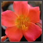 portulaca