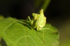 Mantide religiosa Mantide religiosa