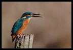 Martin pescatore Martin pescatore