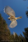 Cincia dal Ciuffo - in Volo sulla foresta Cincia dal Ciuffo - in Volo sulla foresta