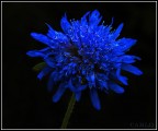 fiore fiore