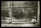 vita da cani vita da cani