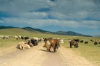 MONGOLIA - Caproni che bloccano la strada MONGOLIA - Caproni che bloccano la strada