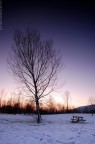 Alberi al tramonto #3 Alberi al tramonto #3