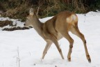 Capriolo Capriolo