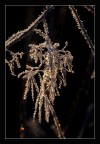 fragili cristalli fragili cristalli