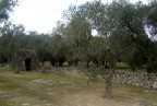 L'ulivo L'ulivo