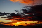 alba alba