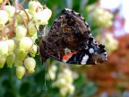 vanessa vanessa