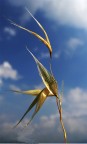 oro nel cielo oro nel cielo