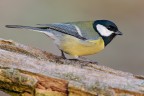 Cinciallegra Cinciallegra
