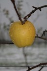 Mela baciata dalla neve